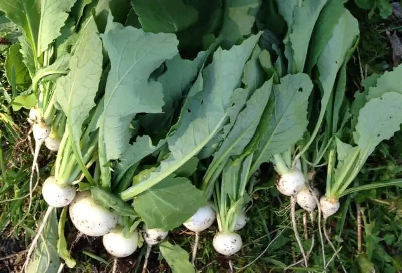 Freshly harvested salad turnips