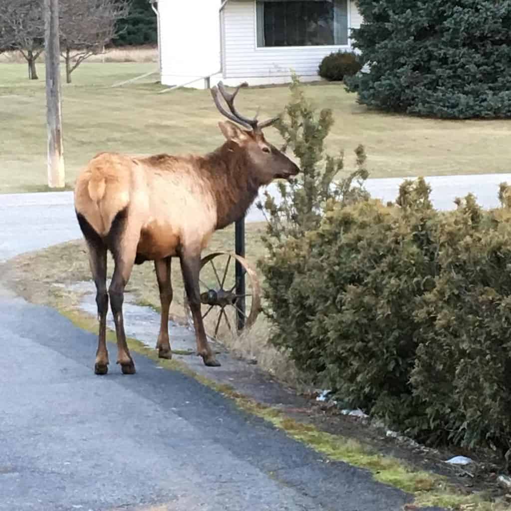 Keeping your homestead safe from large pests such as elk requires fencing