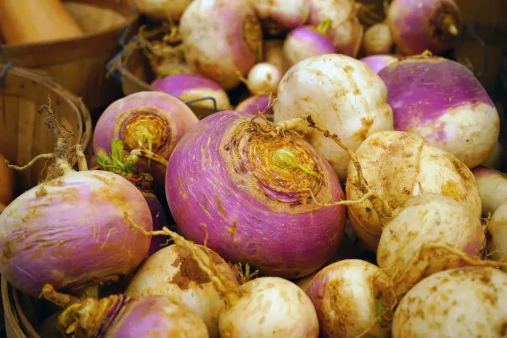 heirloom turnips