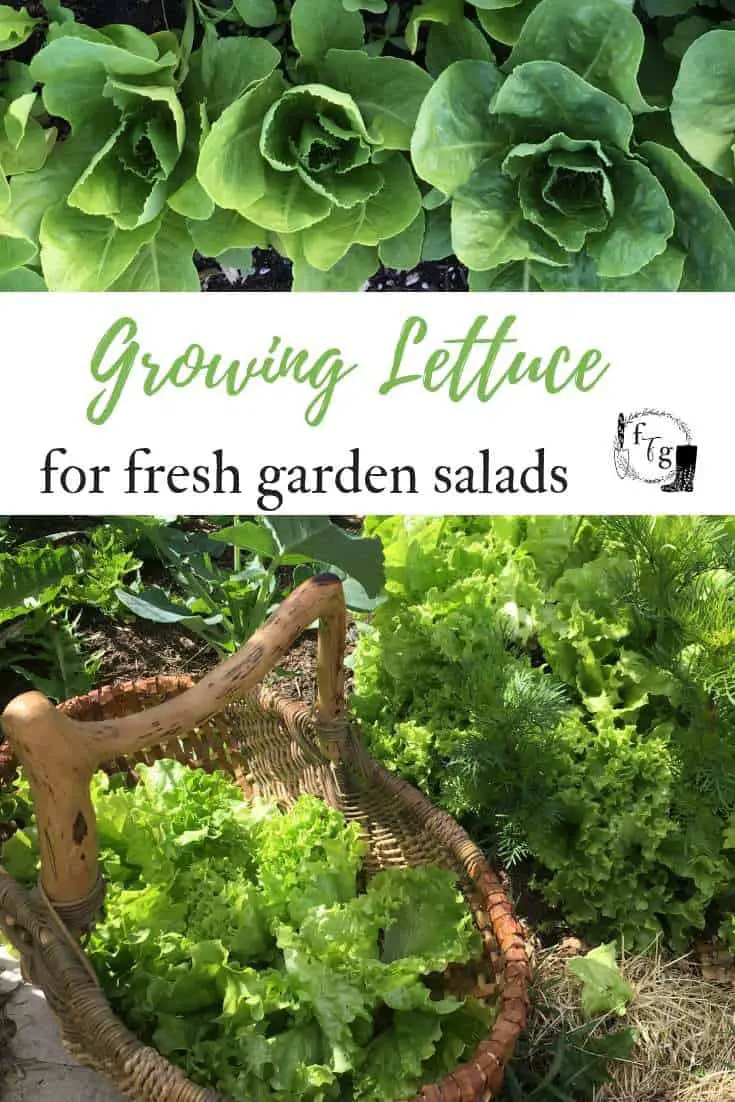 Learn how to grow lettuce and troubleshoot lettuce growing problems