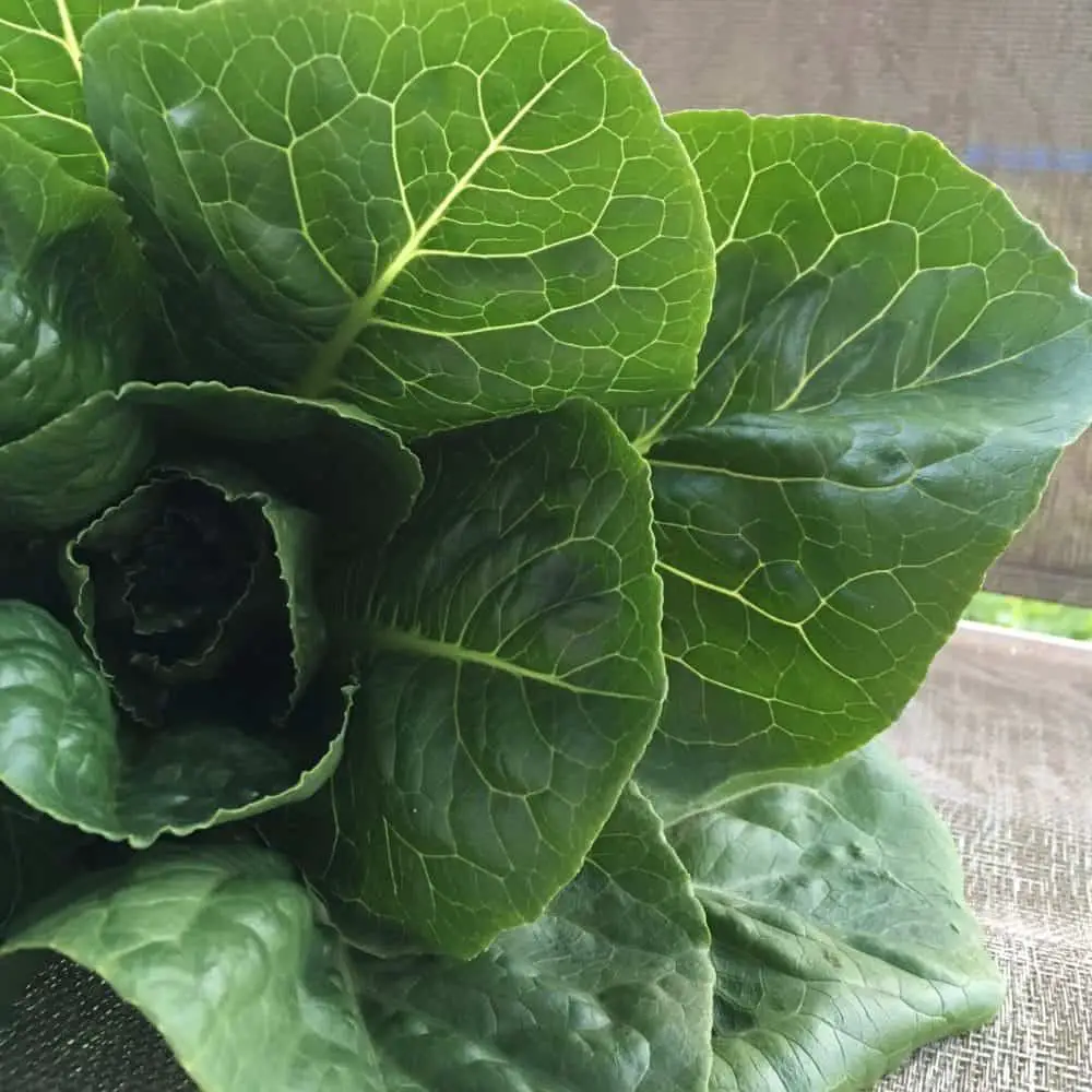 Grow beautiful romaine lettuce in your home garden