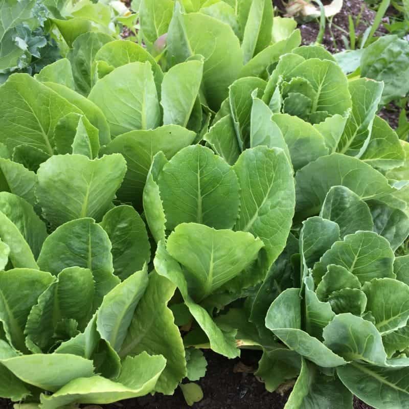 Grow baby romaine for small gardens