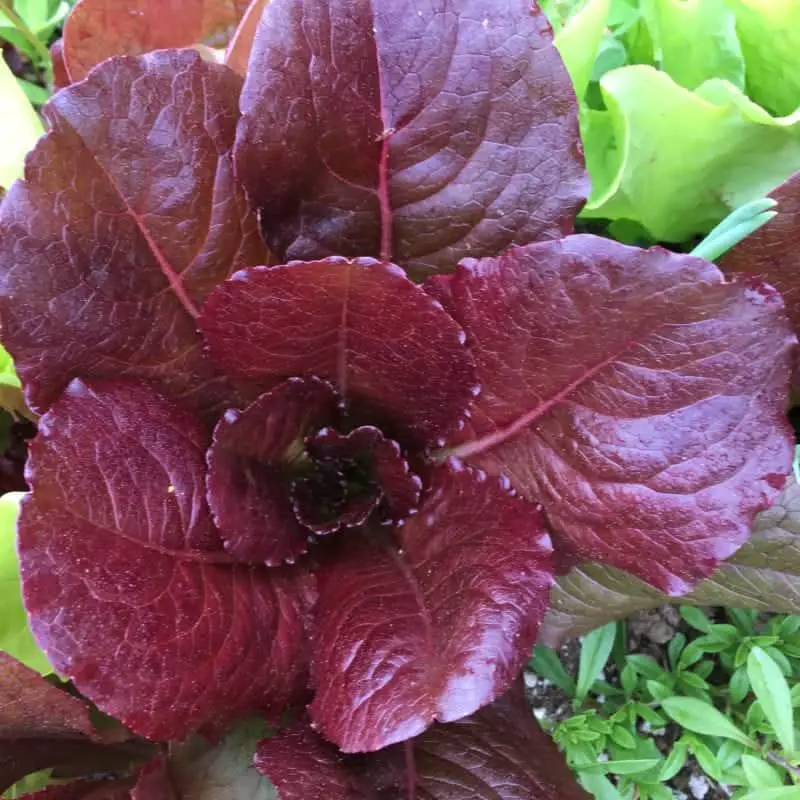 Stunning Pomegranate lettuce variety