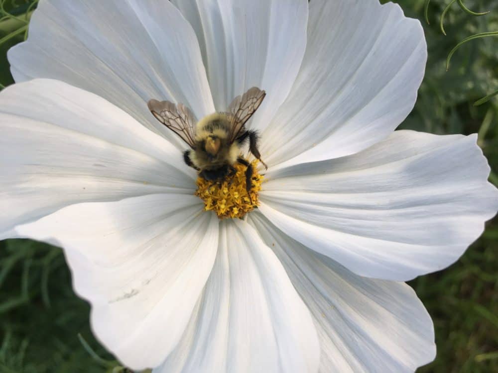 White cosmos flowers 