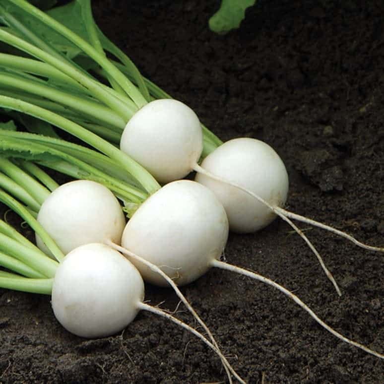 Hakurei Turnips from Johnny's Seed