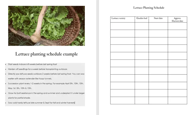 Free printable lettuce planting schedule for growing lettuce