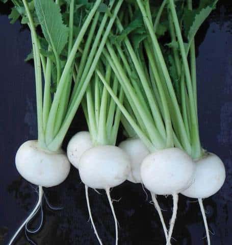 Tokyo Cross Turnips