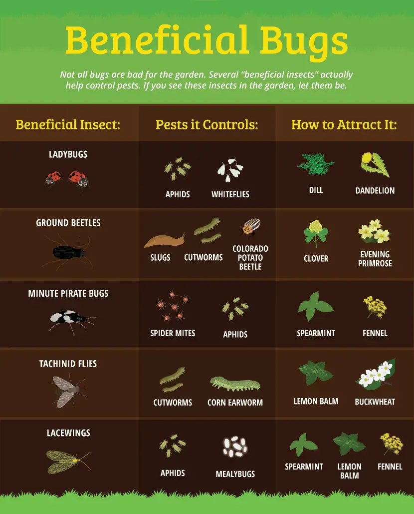 Good bugs for your garden