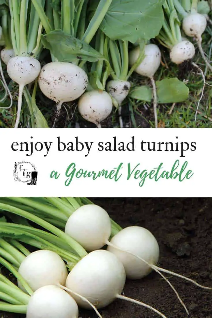 Enjoy baby salad turnips: A gourmet vegetable