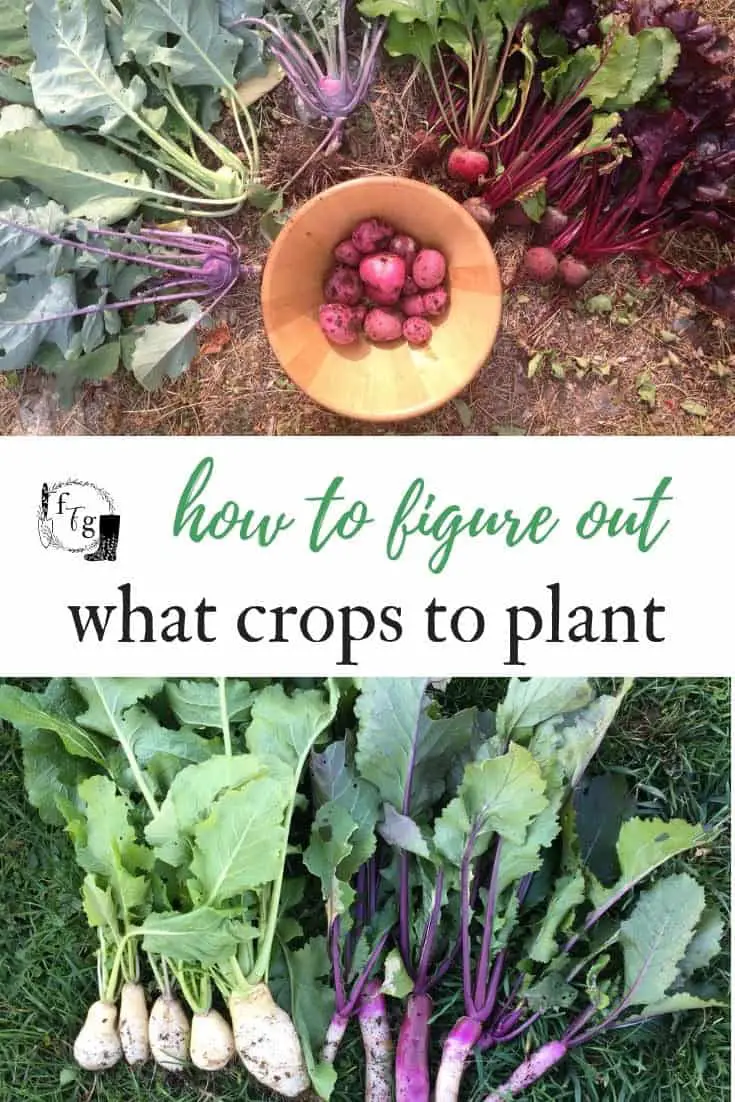 Guide to choosing what crops to plant in your garden