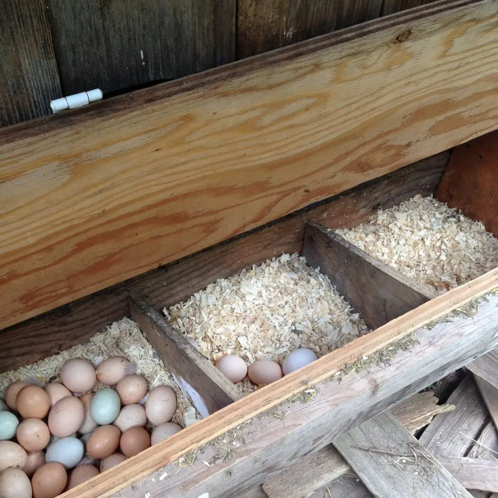 Chicken bedding for nesting boxes