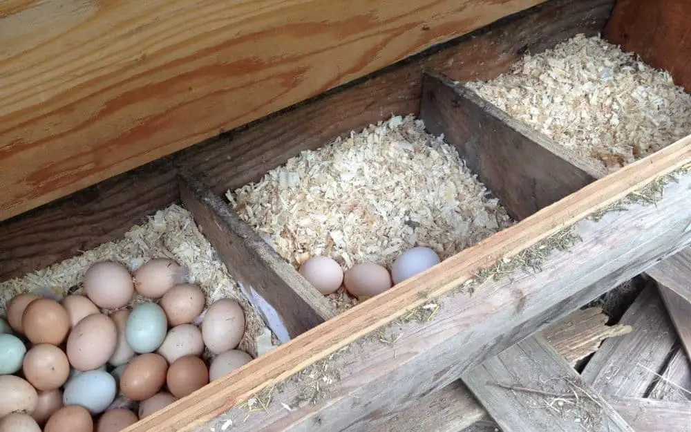 Chicken bedding for nesting boxes