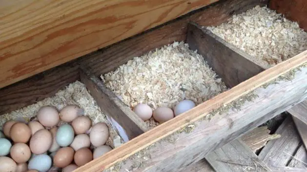 Chicken bedding for nesting boxes