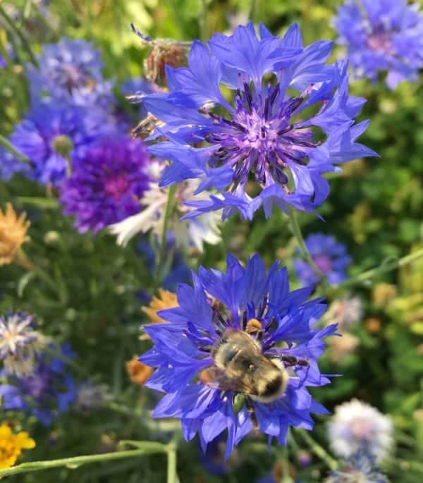 Blue cornflowers (bachelor buttons)