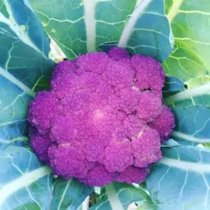 Heirloom Purple Cauliflower 'Purple of Sicily'
