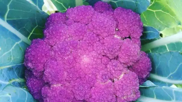 Heirloom Purple Cauliflower 'Purple of Sicily'