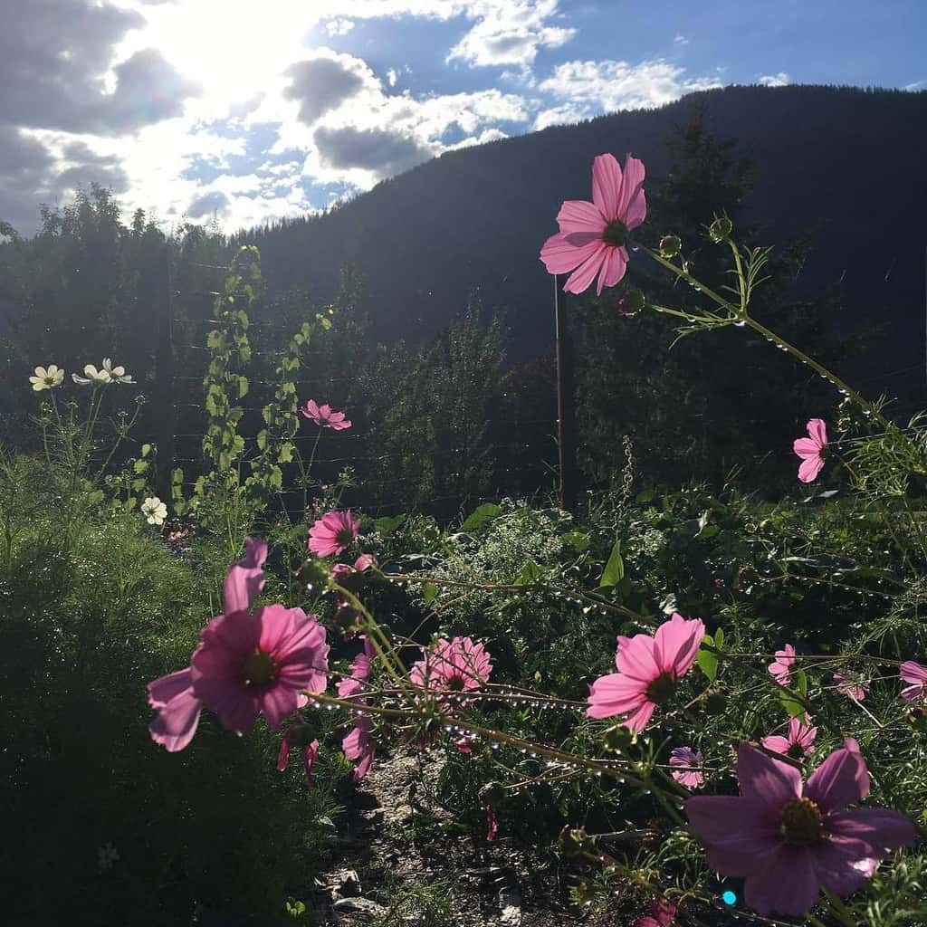 Beautiful Cosmos Flowers Under the Sun