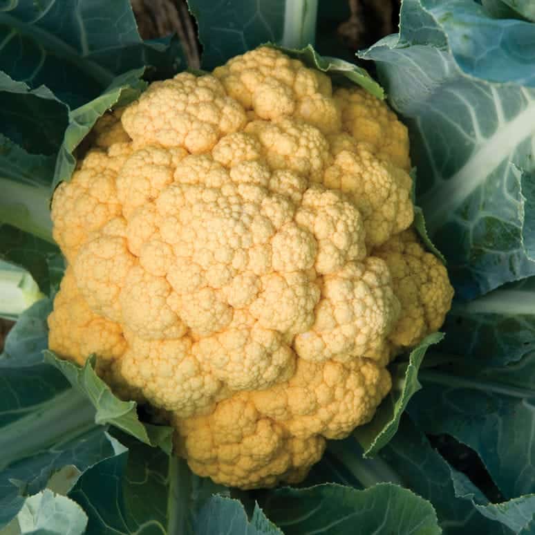 'Cheddar' Orange cauliflower