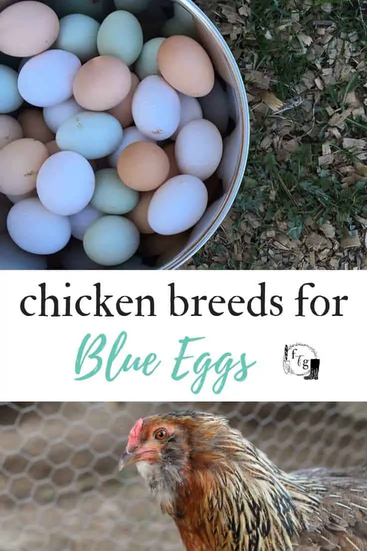 Chicken Breeds for Blue Eggs