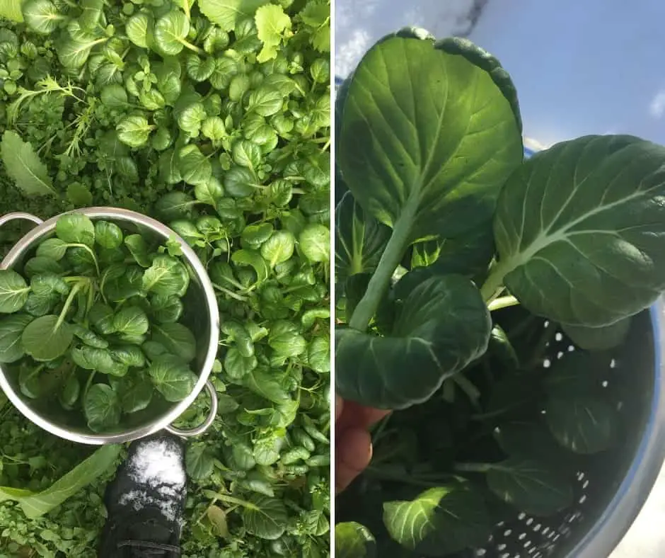 Growing Tatsoi in a winter vegetable garden