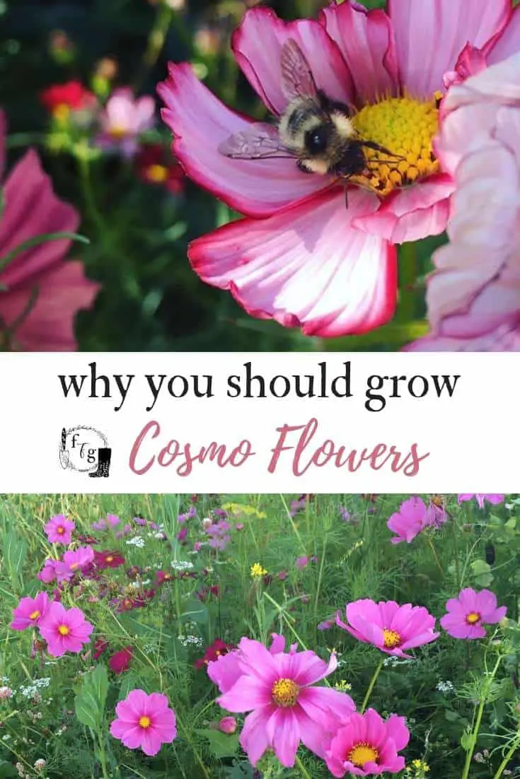 Super easy to grow cosmos flowers are perfect for the cutting garden #gardenflowers #cosmos #cosmosflowers #flowergardening #pollinatorgarden