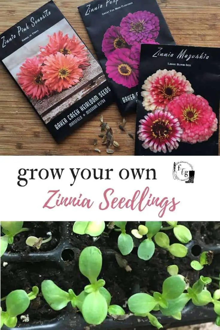Grow your own zinnia seedlings