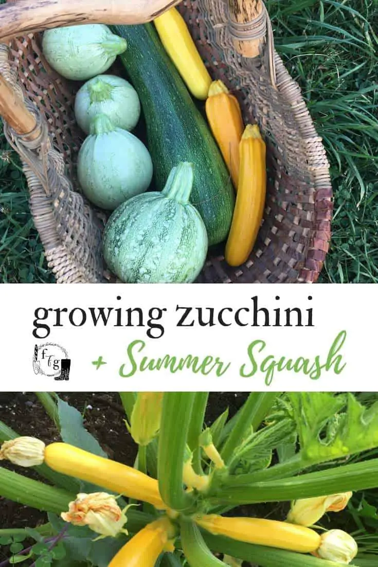 Fun summer squash and zucchini varieties to grow in your garden