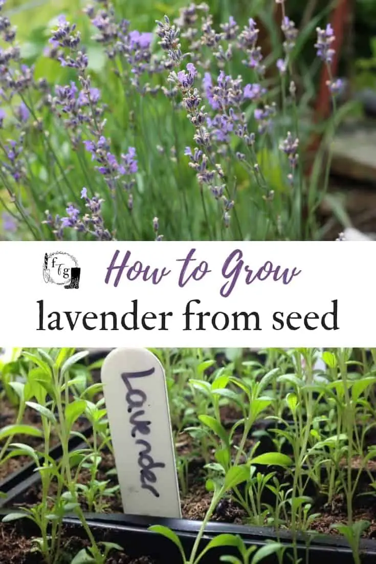 How to grow lavender from seed