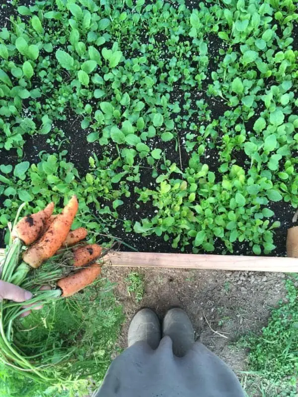 Plants to harvest in a winter vegetable garden 