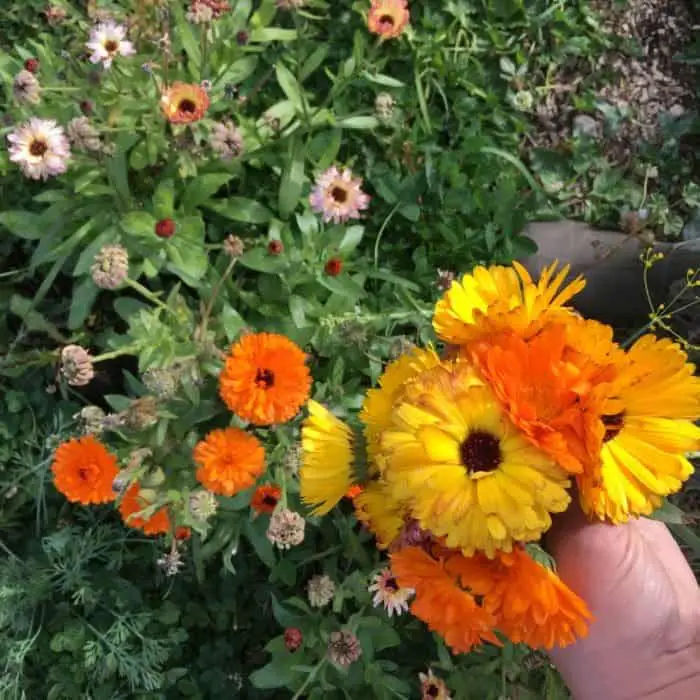 Beautiful Calendula Flowers