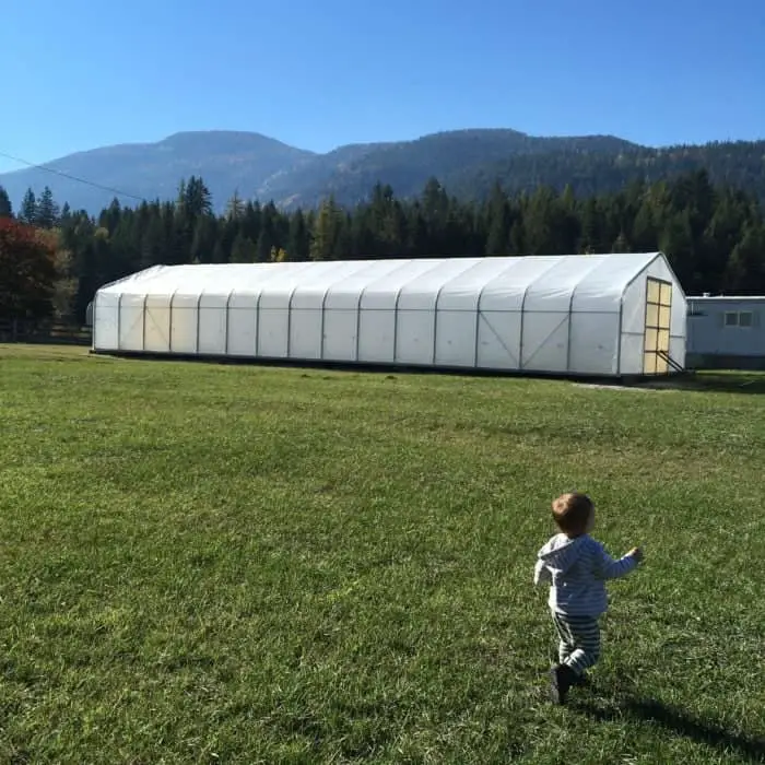 Homestead farm greenhouse