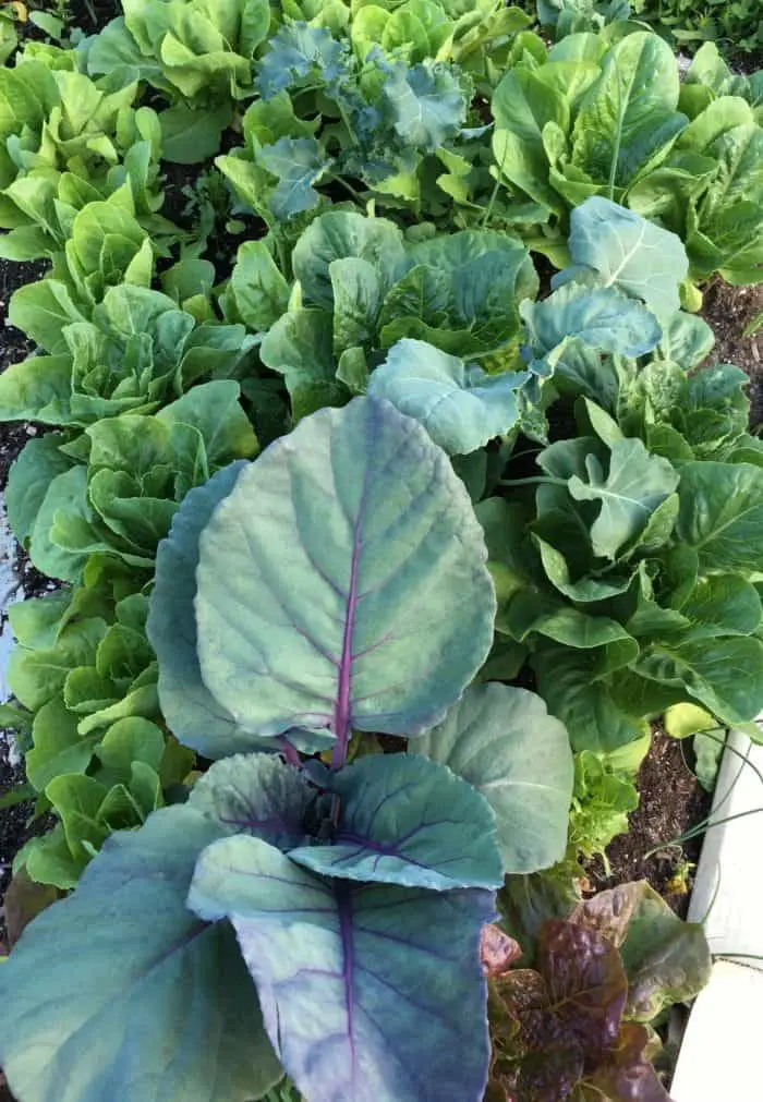 Vegetable garden