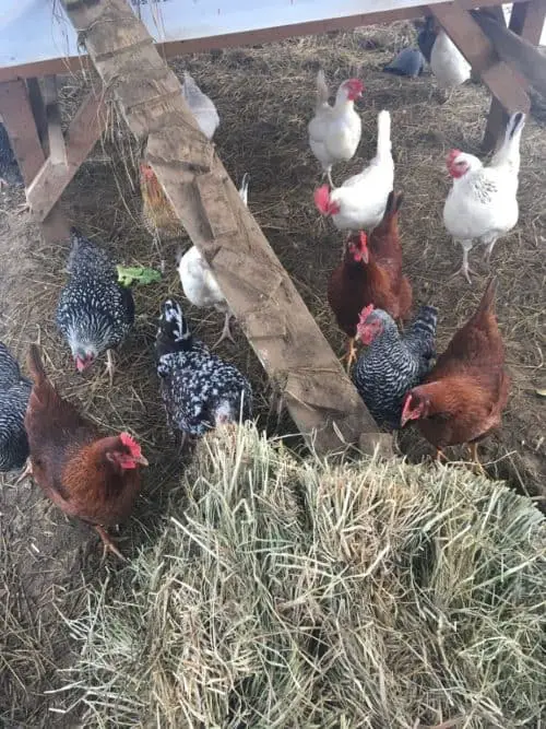 Straw vs pine shavings for chicken bedding