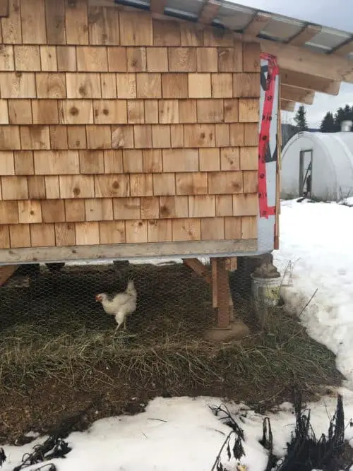 Winter chicken coop and bedding