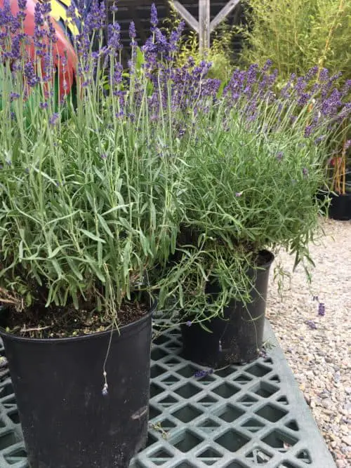 Growing lavender in pots