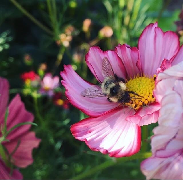 Bee Sitting on Pink Cosmos Flower