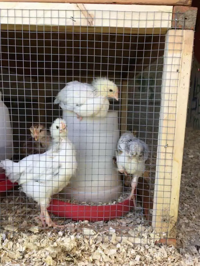 Choosing the right chicken bedding for your flock