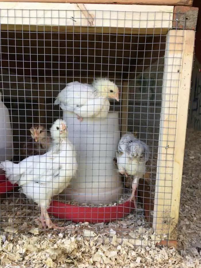 Chicken Bedding Choices Straw Vs Pine Shavings Family Food Garden