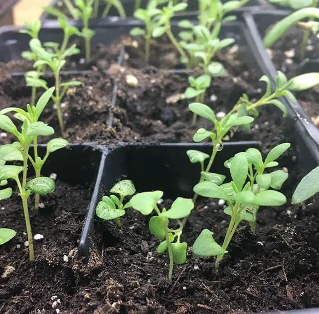 Growing lavender from seeds