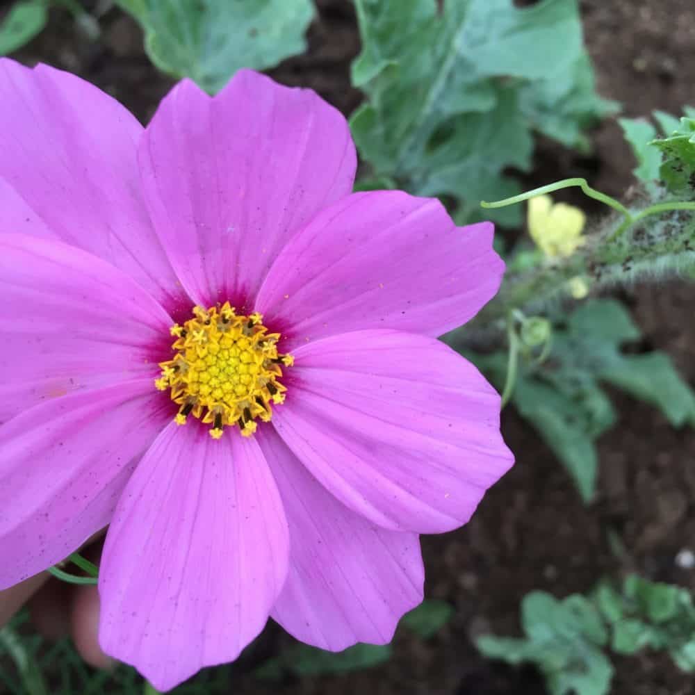 Cosmos flowers can self sow 'acting' as a perennial