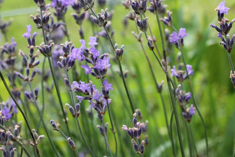 Pretty Lavender Flowers