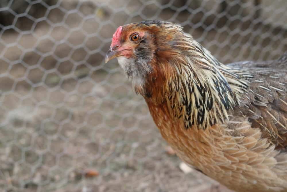 Ameraucana chicken breed that lays blue eggs