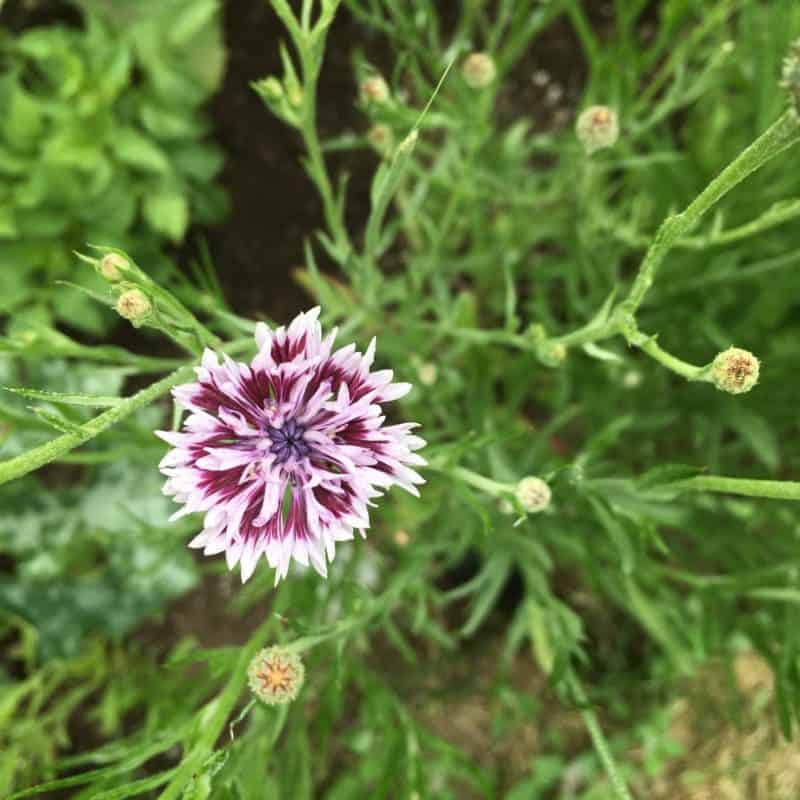 Striking bi-color Cornflowers (Bachelor Buttons)