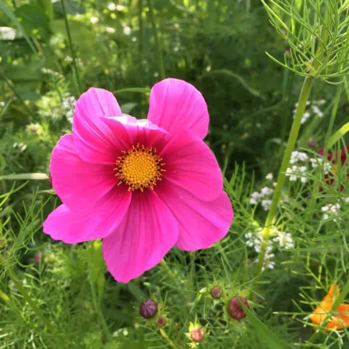 Pink Cosmos Flower 