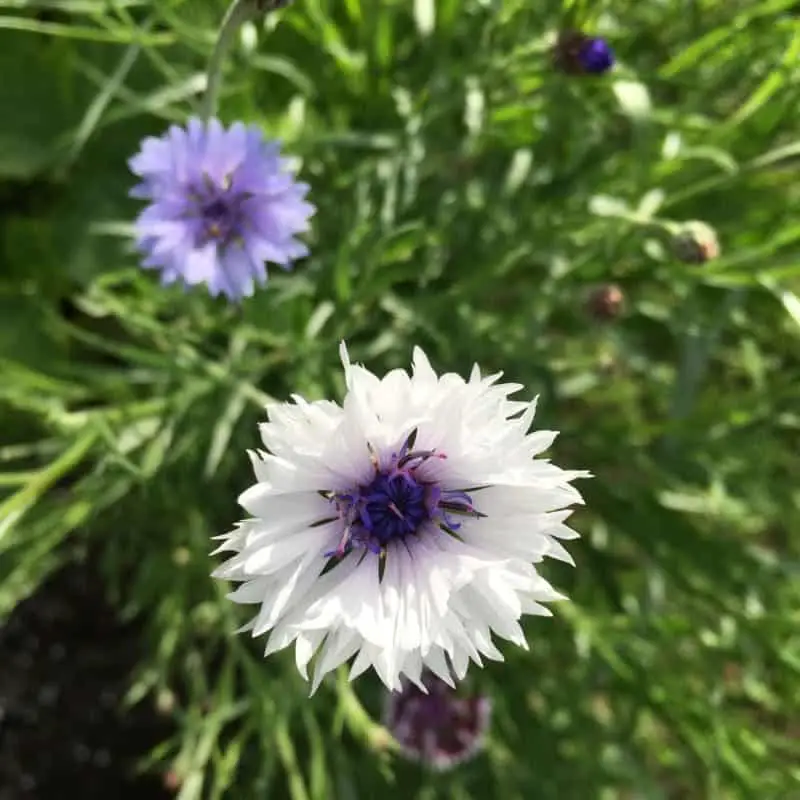 White & light purple cornflowers