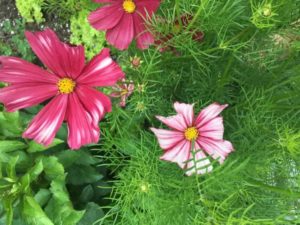 Growing cosmos flower