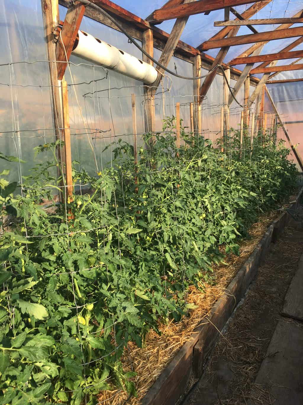 Wooden greenhouse for seed starting