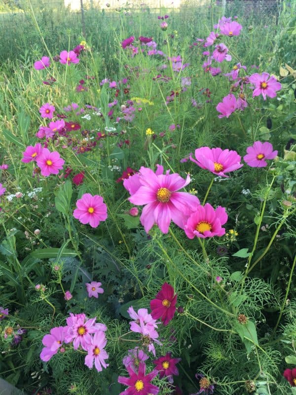 Colorful Cosmos Flowers