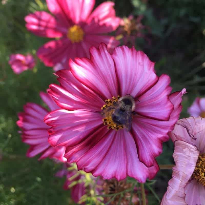 Honeybee on Pretty Pink Cosmos Flower