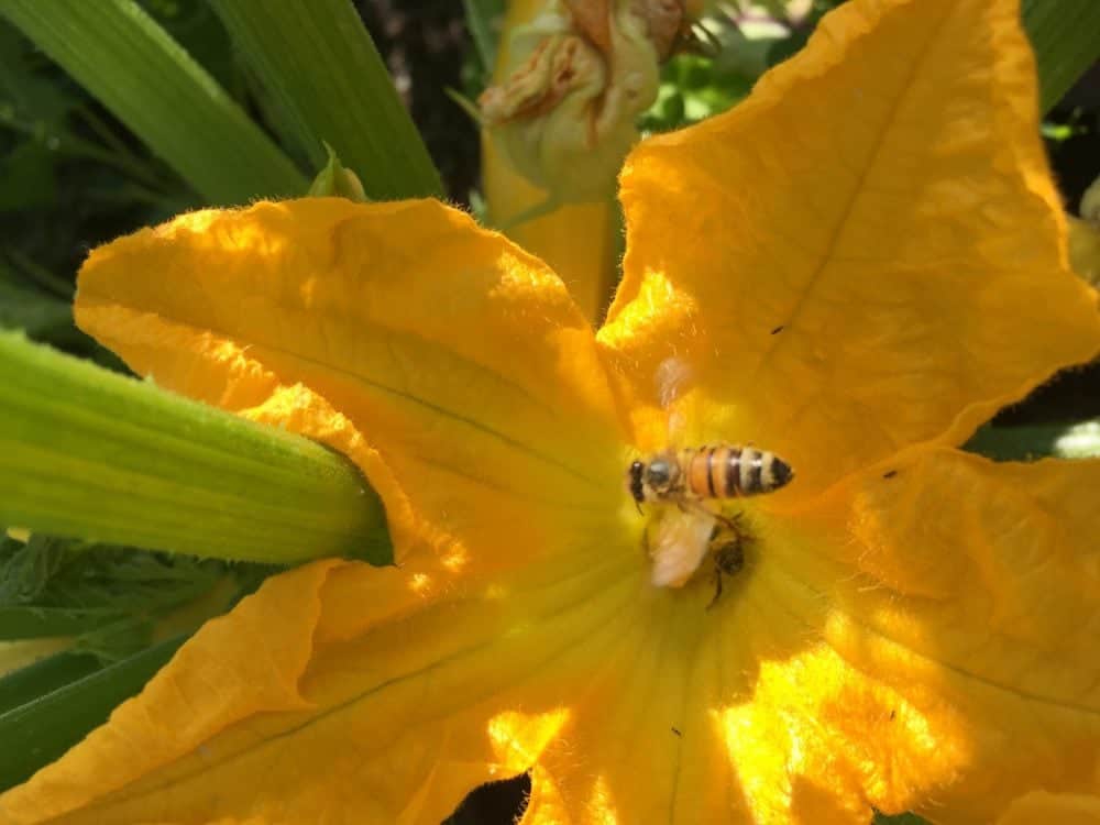 Honeybee on Squash Flower